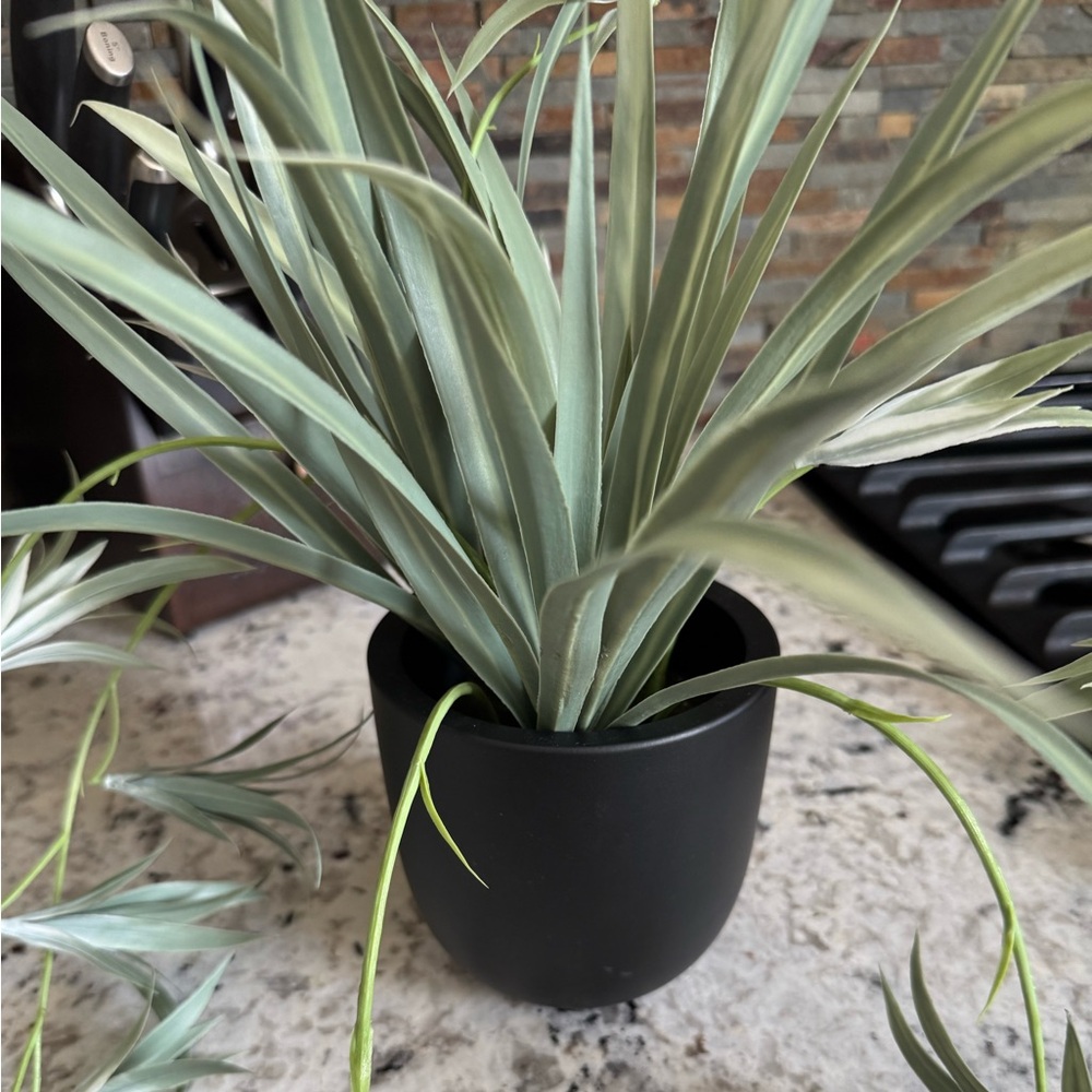 Plants / home accents